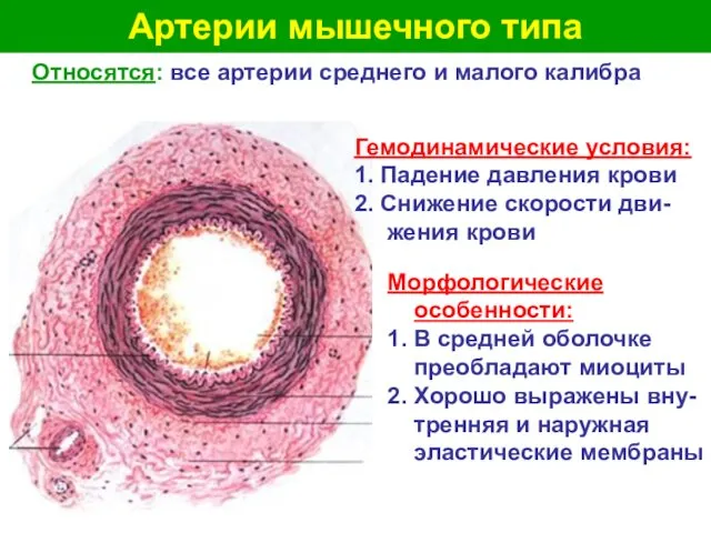 Артерии мышечного типа Относятся: все артерии среднего и малого калибра