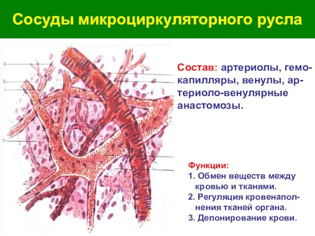 Сосуды микроциркуляторного русла Состав: артериолы, гемо- капилляры, венулы, ар- териоло-венулярные