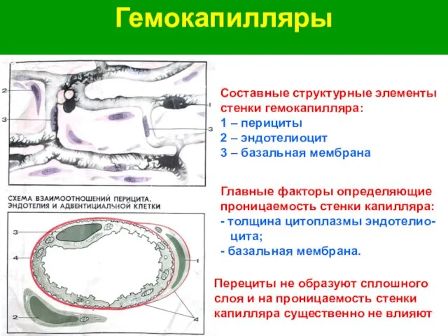 Гемокапилляры Составные структурные элементы стенки гемокапилляра: 1 – перициты 2