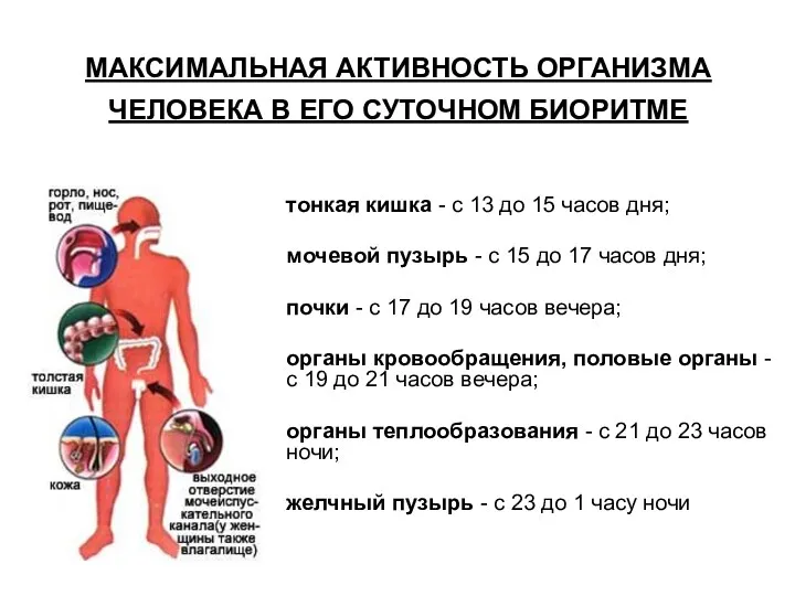 МАКСИМАЛЬНАЯ АКТИВНОСТЬ ОРГАНИЗМА ЧЕЛОВЕКА В ЕГО СУТОЧНОМ БИОРИТМЕ тонкая кишка