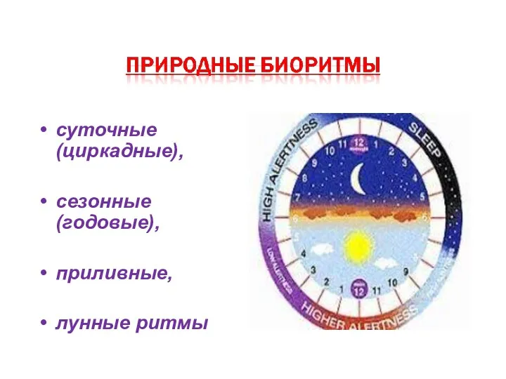 суточные (циркадные), сезонные (годовые), приливные, лунные ритмы