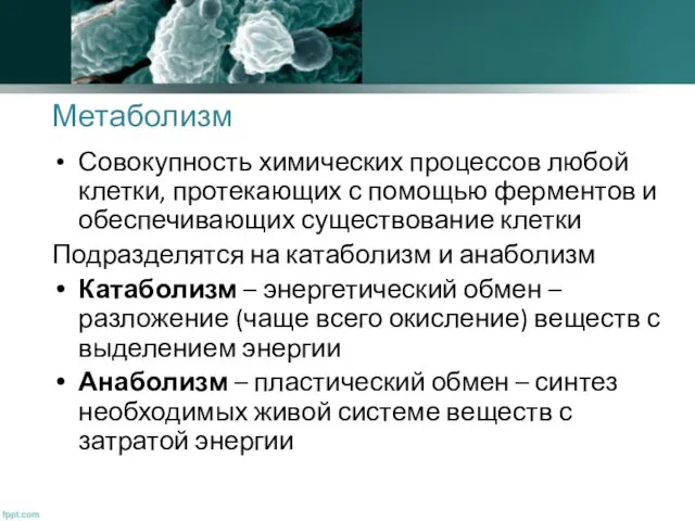 Метаболизм Совокупность химических процессов любой клетки, протекающих с помощью ферментов