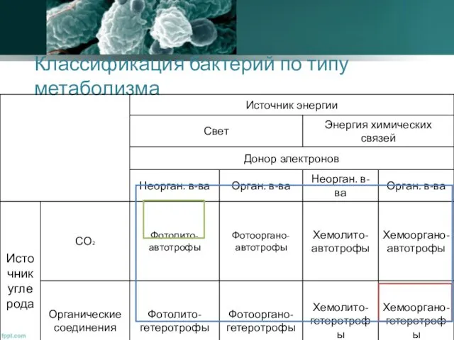 Классификация бактерий по типу метаболизма