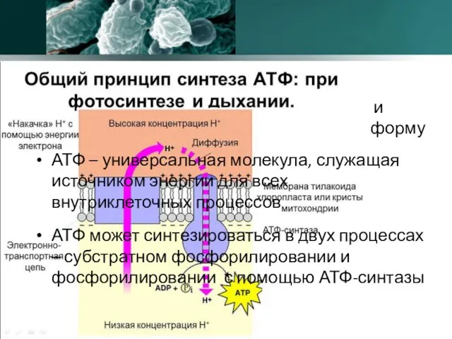 Катаболизм Суть катаболизма – получение энергии и заключение ее в