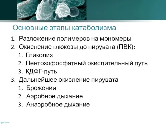 Основные этапы катаболизма Разложение полимеров на мономеры Окисление глюкозы до