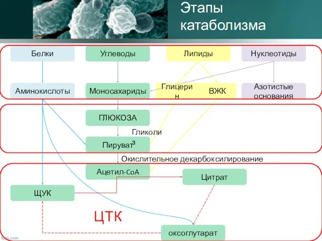 Этапы катаболизма Белки Углеводы Липиды Нуклеотиды Аминокислоты Моносахариды Глицерин ВЖК