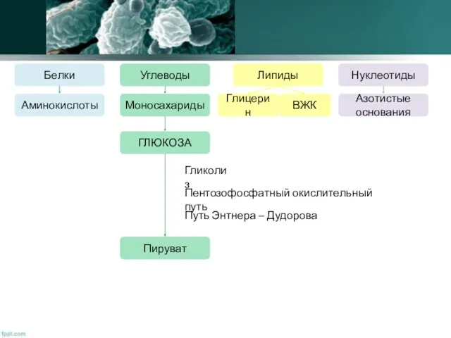 Белки Углеводы Липиды Нуклеотиды Аминокислоты Моносахариды ВЖК Азотистые основания Глицерин