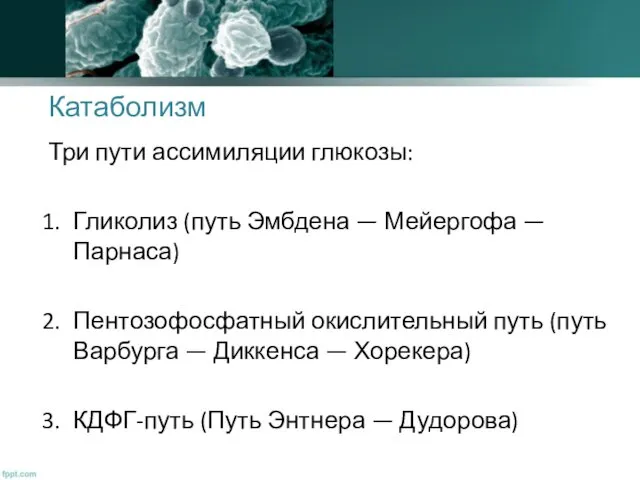 Катаболизм Три пути ассимиляции глюкозы: Гликолиз (путь Эмбдена — Мейергофа