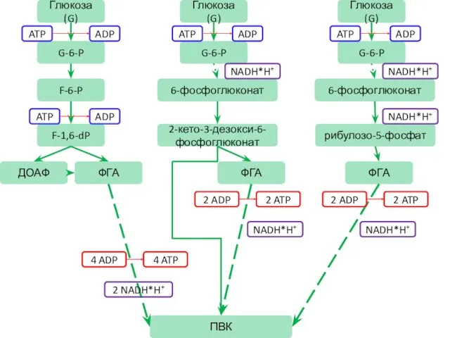 Глюкоза (G) Глюкоза (G) Глюкоза (G) G-6-P G-6-P G-6-P F-6-P