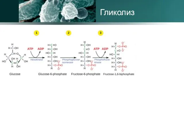 Гликолиз