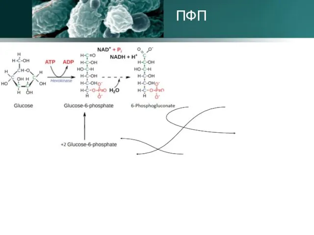 ПФП