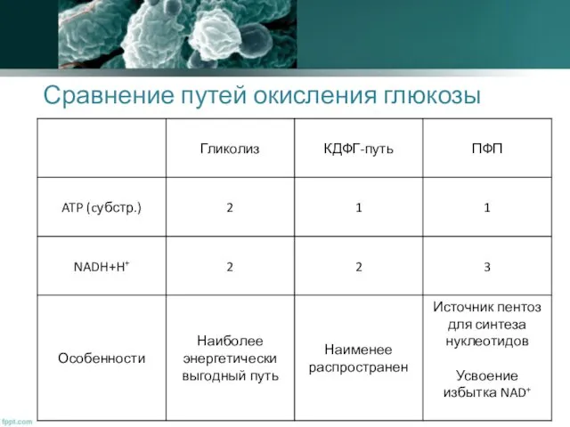 Сравнение путей окисления глюкозы