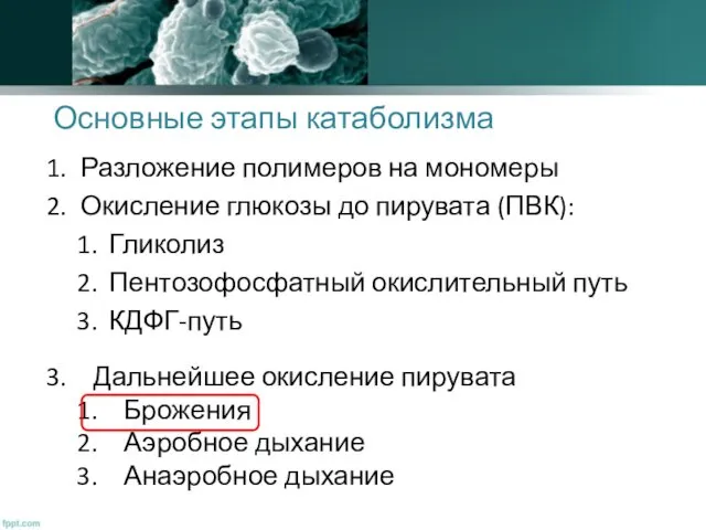 Основные этапы катаболизма Разложение полимеров на мономеры Окисление глюкозы до