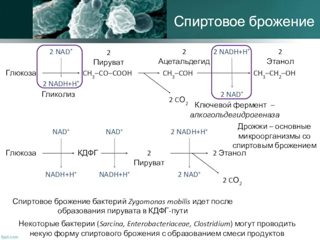 Спиртовое брожение 2 CО2 Ключевой фермент –алкогольдегидрогеназа Дрожжи – основные