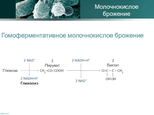 Молочнокислое брожение Глюкоза 2 NAD+ 2 NADH+H+ Гликолиз Гомоферментативное молочнокислое брожение