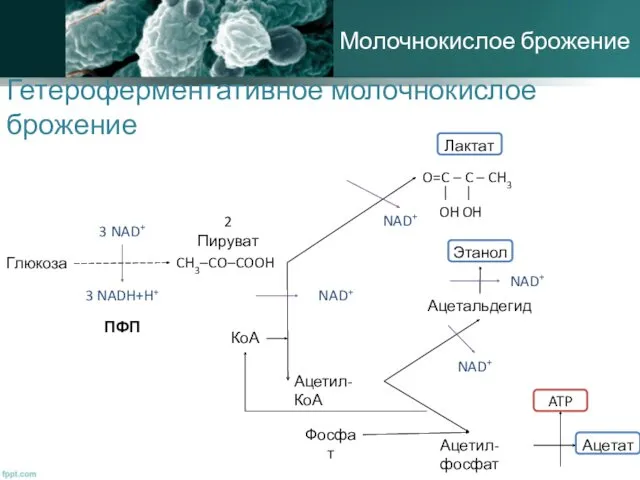 Гетероферментативное молочнокислое брожение Глюкоза ПФП 3 NAD+ 3 NADH+H+ Ацетил-КоА