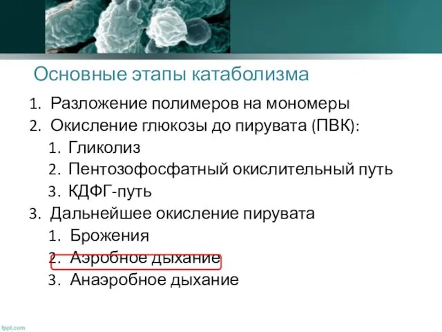 Основные этапы катаболизма Разложение полимеров на мономеры Окисление глюкозы до