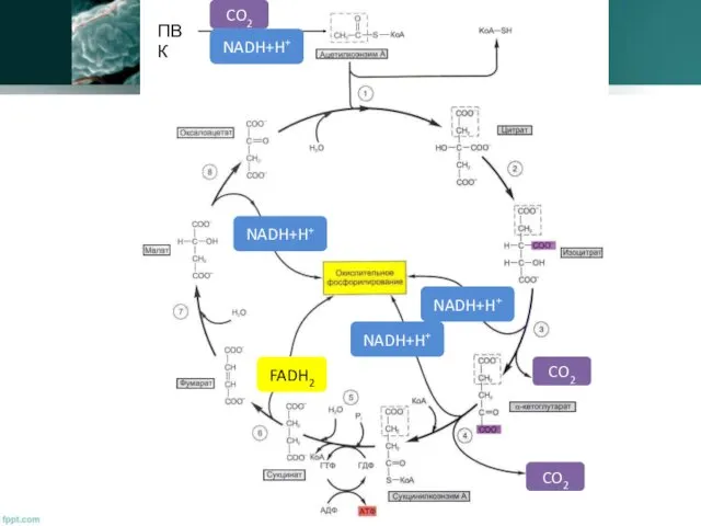 ПВК CO2 CO2 CO2 NADH+H+ NADH+H+ NADH+H+ FADH2 NADH+H+