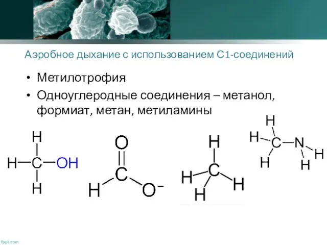 Аэробное дыхание с использованием С1-соединений Метилотрофия Одноуглеродные соединения – метанол, формиат, метан, метиламины