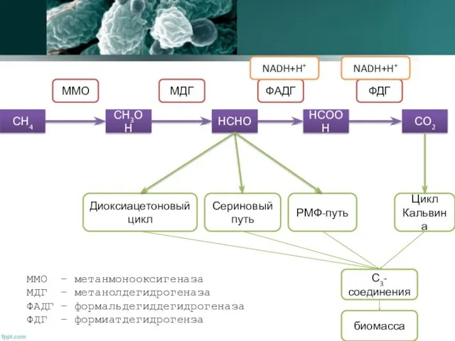 СН4 СН3ОН НСНО НСООН СО2 ММО МДГ ФАДГ ФДГ Сериновый