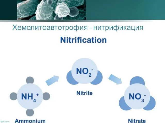 Хемолитоавтотрофия - нитрификация