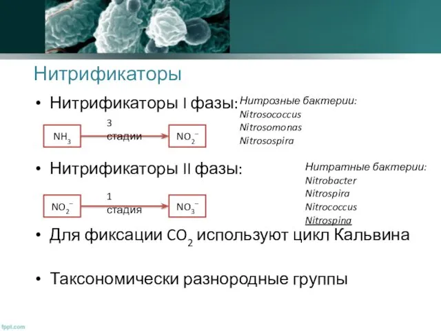 Нитрификаторы Нитрификаторы I фазы: Нитрификаторы II фазы: Для фиксации CO2