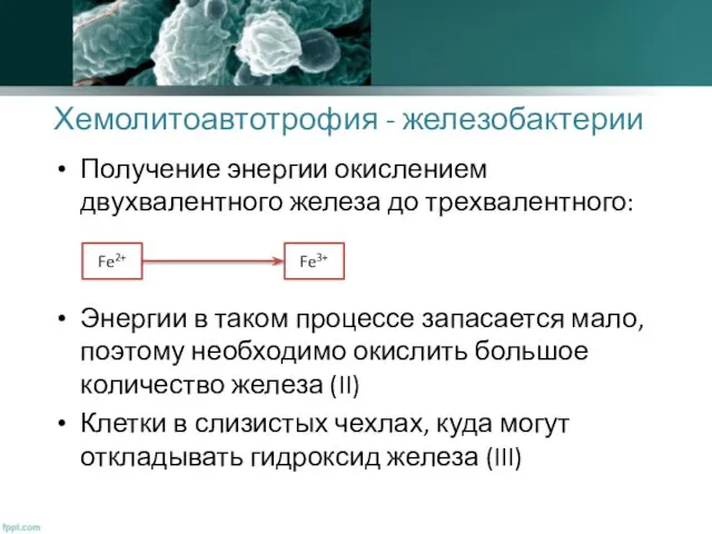 Хемолитоавтотрофия - железобактерии Получение энергии окислением двухвалентного железа до трехвалентного: