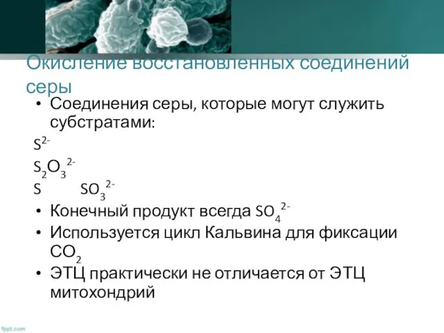 Окисление восстановленных соединений серы Соединения серы, которые могут служить субстратами: