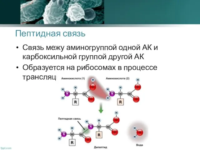 Пептидная связь Связь межу аминогруппой одной АК и карбоксильной группой