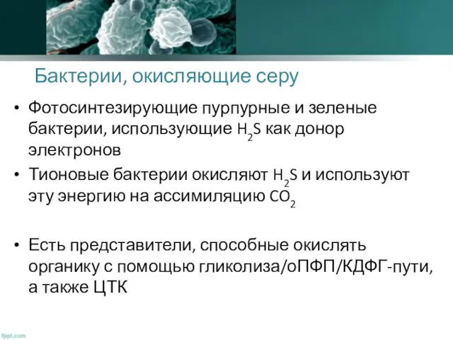 Бактерии, окисляющие серу Фотосинтезирующие пурпурные и зеленые бактерии, использующие H2S