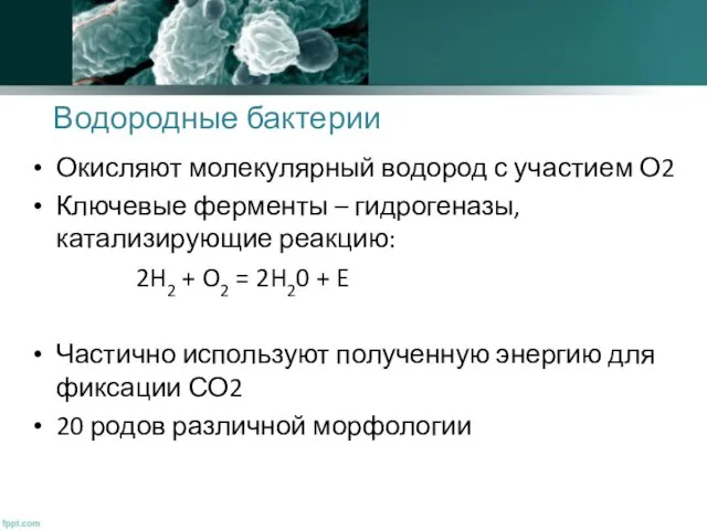 Водородные бактерии Окисляют молекулярный водород с участием О2 Ключевые ферменты