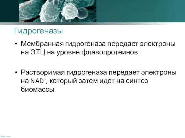 Гидрогеназы Мембранная гидрогеназа передает электроны на ЭТЦ на уровне флавопротеинов