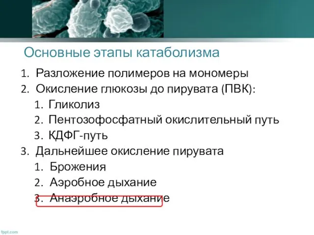 Основные этапы катаболизма Разложение полимеров на мономеры Окисление глюкозы до