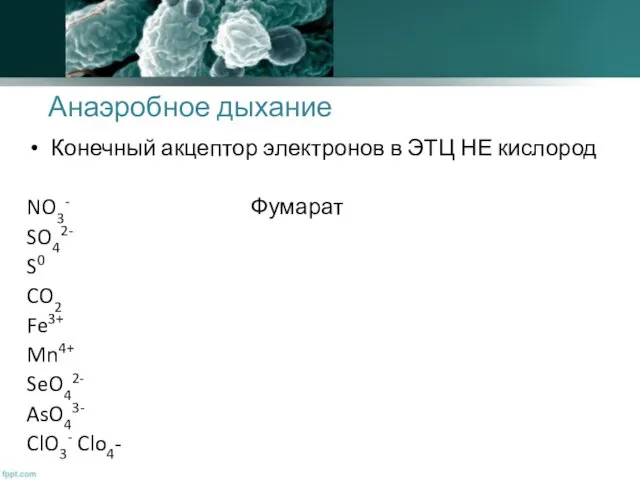 Анаэробное дыхание Конечный акцептор электронов в ЭТЦ НЕ кислород NO3-