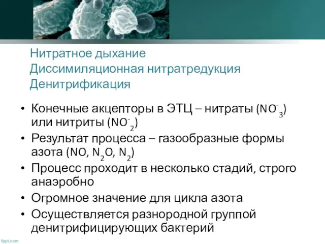 Нитратное дыхание Диссимиляционная нитратредукция Денитрификация Конечные акцепторы в ЭТЦ –