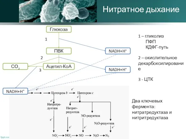 Нитратное дыхание Глюкоза ПВК Ацетил-КоА СО2 NADH+H+ NADH+H+ NADH+H+ 1