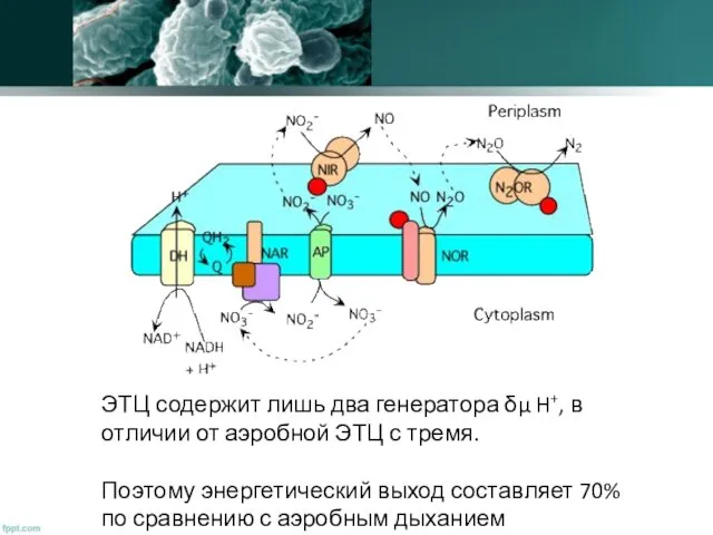 ЭТЦ содержит лишь два генератора δμ H+, в отличии от