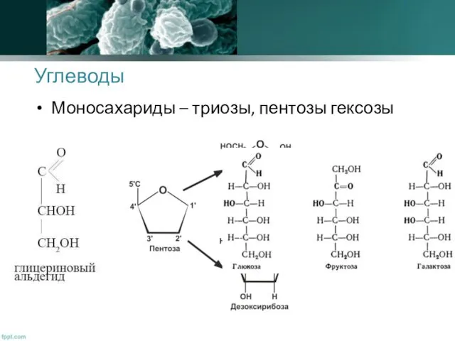 Углеводы Моносахариды – триозы, пентозы гексозы