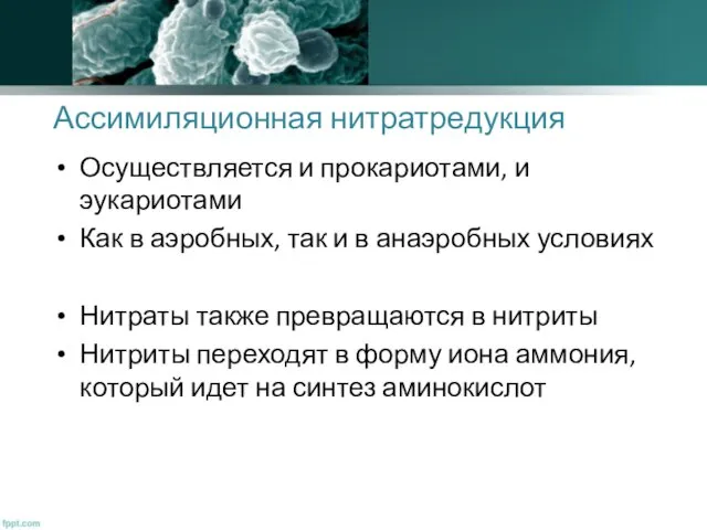 Ассимиляционная нитратредукция Осуществляется и прокариотами, и эукариотами Как в аэробных,