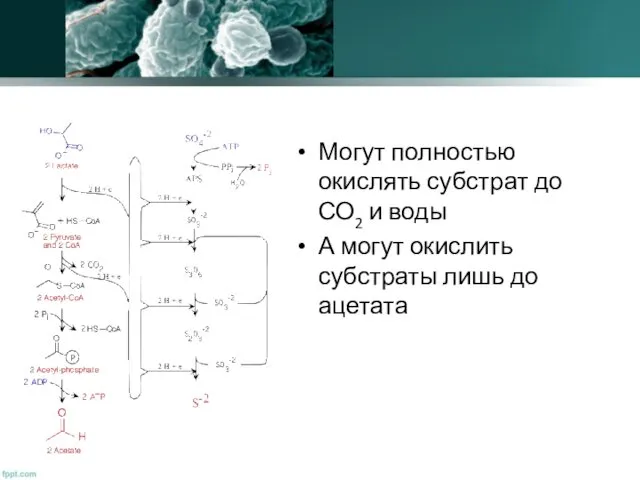 Могут полностью окислять субстрат до СО2 и воды А могут окислить субстраты лишь до ацетата