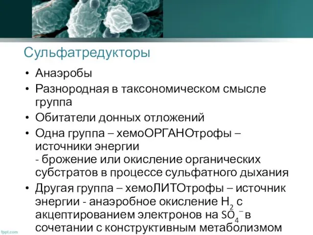 Сульфатредукторы Анаэробы Разнородная в таксономическом смысле группа Обитатели донных отложений