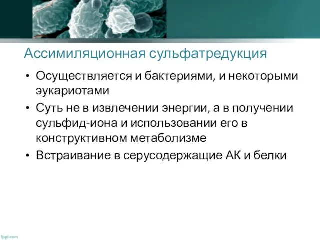 Ассимиляционная сульфатредукция Осуществляется и бактериями, и некоторыми эукариотами Суть не