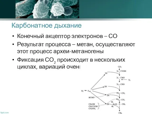 Карбонатное дыхание Конечный акцептор электронов – СО Результат процесса –