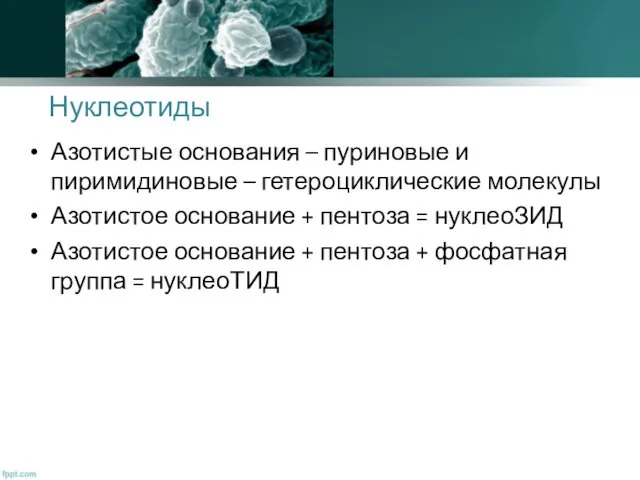 Нуклеотиды Азотистые основания – пуриновые и пиримидиновые – гетероциклические молекулы