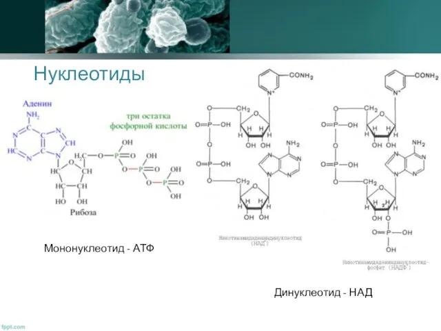 Нуклеотиды Мононуклеотид - АТФ Динуклеотид - НАД