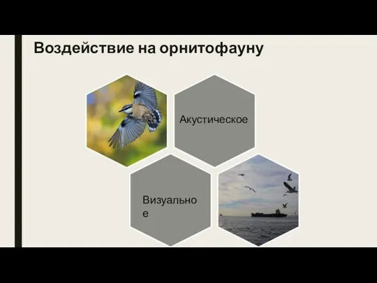 Воздействие на орнитофауну Акустическое Визуальное