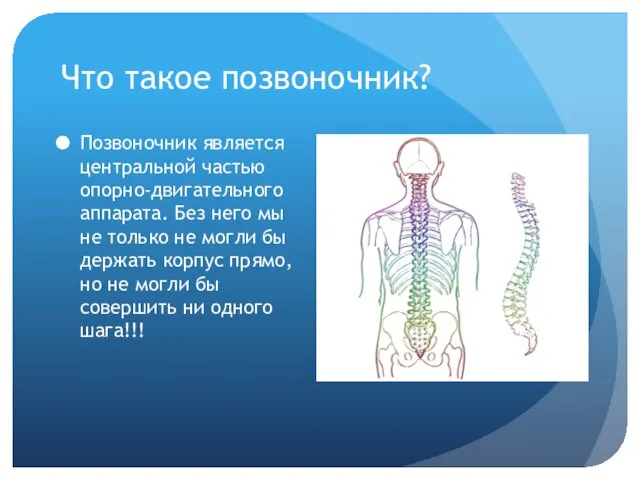 Что такое позвоночник? Позвоночник является центральной частью опорно-двигательного аппарата. Без него мы не