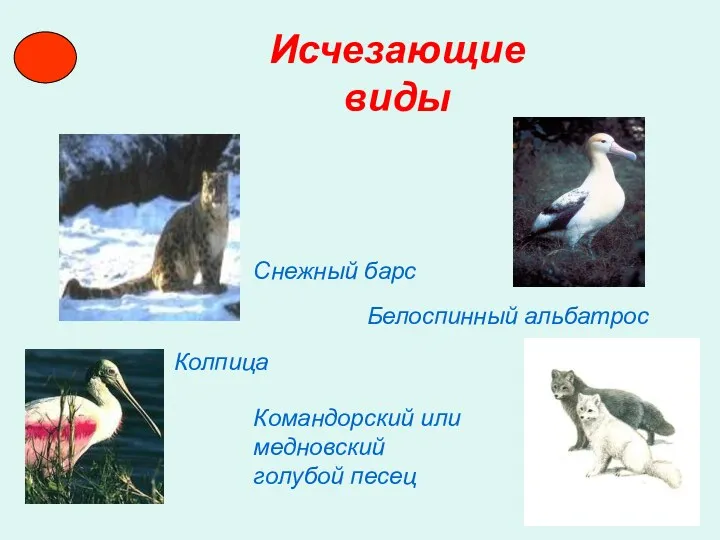 Исчезающие виды Снежный барс Белоспинный альбатрос Колпица Командорский или медновский голубой песец