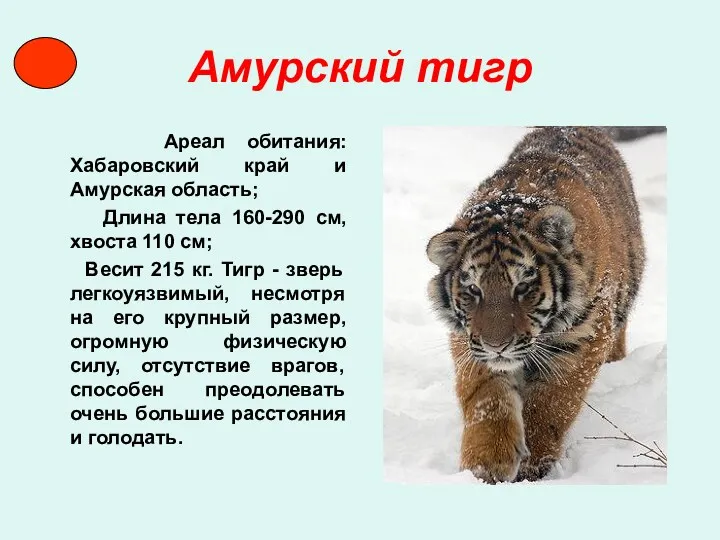 Амурский тигр Ареал обитания: Хабаровский край и Амурская область; Длина
