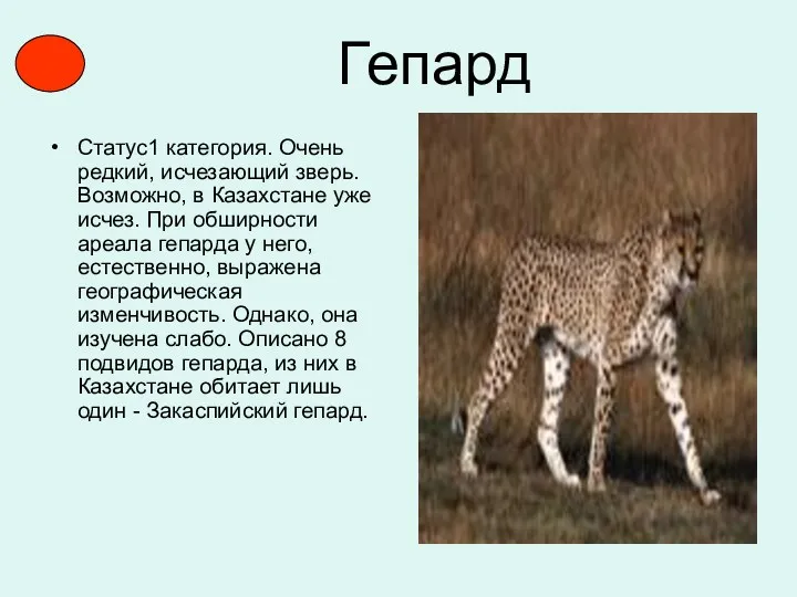 Гепард Статус1 категория. Очень редкий, исчезающий зверь. Возможно, в Казахстане